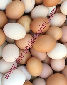 KÖY YUMURTASI kategorisi için resim