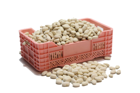 YERLİ FASULYE kategorisi için resim