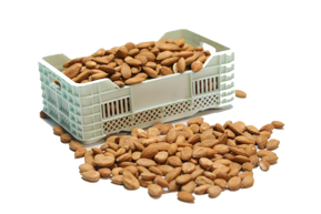 KAYISI ÇEKİRDEĞİ kategorisi için resim